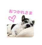 白黒チワワのプルタ（個別スタンプ：22）