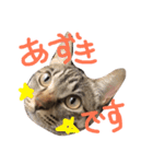 ねこのあずき（個別スタンプ：1）