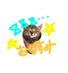 ねこのあずき（個別スタンプ：3）