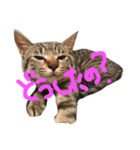 ねこのあずき（個別スタンプ：4）
