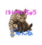 ねこのあずき（個別スタンプ：5）