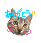 ねこのあずき（個別スタンプ：6）
