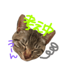 ねこのあずき（個別スタンプ：8）