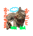 ねこのあずき（個別スタンプ：11）