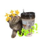 ねこのあずき（個別スタンプ：12）