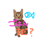 ねこのあずき（個別スタンプ：13）