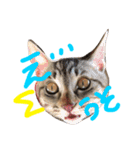 ねこのあずき（個別スタンプ：14）