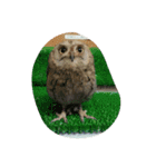 フクロウ 文鳥 犬（個別スタンプ：1）