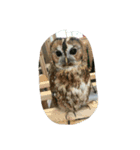 フクロウ 文鳥 犬（個別スタンプ：2）