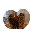 フクロウ 文鳥 犬（個別スタンプ：6）