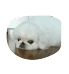 フクロウ 文鳥 犬（個別スタンプ：8）