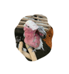 フクロウ 文鳥 犬（個別スタンプ：9）