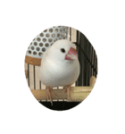 フクロウ 文鳥 犬（個別スタンプ：13）