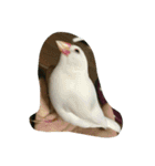 フクロウ 文鳥 犬（個別スタンプ：15）