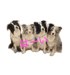 4匹のボーダーコリーSFKH（個別スタンプ：1）