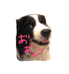 4匹のボーダーコリーSFKH（個別スタンプ：2）