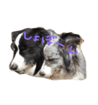 4匹のボーダーコリーSFKH（個別スタンプ：6）