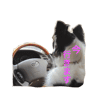 4匹のボーダーコリーSFKH（個別スタンプ：9）