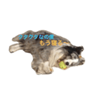 4匹のボーダーコリーSFKH（個別スタンプ：10）