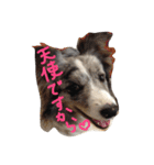 4匹のボーダーコリーSFKH（個別スタンプ：18）