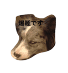 4匹のボーダーコリーSFKH（個別スタンプ：21）