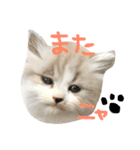 すぎさんちのかりんちゃんwithフレンズ（個別スタンプ：11）