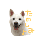 すぎさんちのかりんちゃんwithフレンズ（個別スタンプ：15）