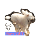 すぎさんちのかりんちゃんwithフレンズ（個別スタンプ：16）