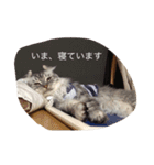 hijikihijikihijik4（個別スタンプ：1）