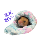 はむ-めん（個別スタンプ：3）