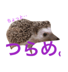 はむ-めん（個別スタンプ：5）