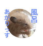 はむ-めん（個別スタンプ：7）
