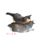 kijitora nyan（個別スタンプ：14）
