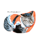 kijitora nyan（個別スタンプ：15）