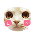 スコまろ すたんぷpart2（個別スタンプ：7）
