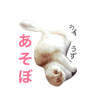 スコまろ すたんぷpart2（個別スタンプ：11）