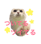 スコまろ すたんぷpart2（個別スタンプ：12）
