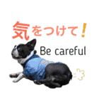ボストンテリアのモジーとニール(その2)（個別スタンプ：16）