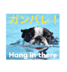 ボストンテリアのモジーとニール(その2)（個別スタンプ：17）