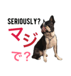 ボストンテリアのモジーとニール(その2)（個別スタンプ：23）