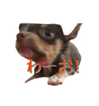 レオ君と友達のみぃちゃん（個別スタンプ：1）