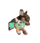 レオ君と友達のみぃちゃん（個別スタンプ：3）