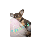レオ君と友達のみぃちゃん（個別スタンプ：13）