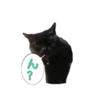 レオ君と友達のみぃちゃん（個別スタンプ：24）