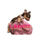 レオ君と友達のみぃちゃん（個別スタンプ：29）