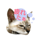 うちのこねこ9（個別スタンプ：27）