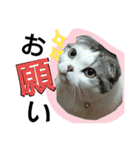mackurancoron（個別スタンプ：6）