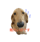 アロエの日常（個別スタンプ：1）