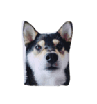 Shibainu Noa（個別スタンプ：1）