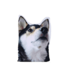 Shibainu Noa（個別スタンプ：2）